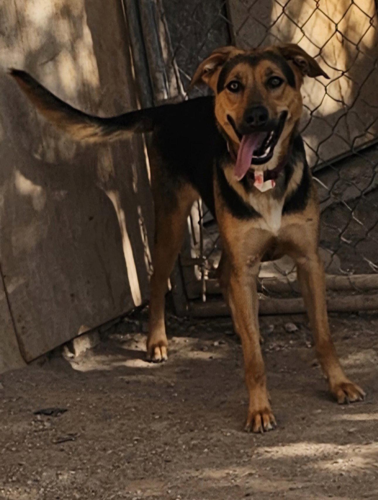 Enlarge Charlee, a Adopted German Shepherd Dog in Midway, UT image 3/3