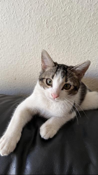 Aslan — thumbnail 3