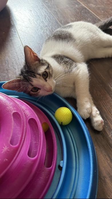 Aslan — thumbnail 4