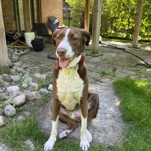Rigo (Rigoberto), a Adoptable mixed breed in King City, ON image 4/6