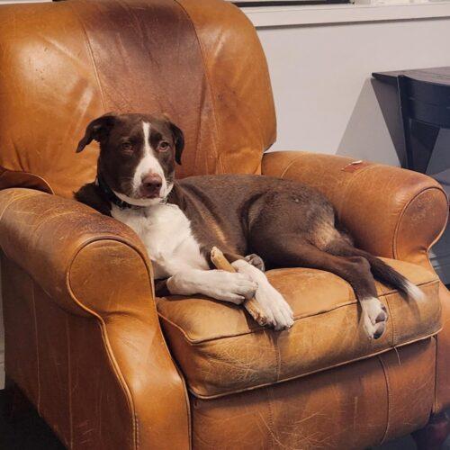 Rigo (Rigoberto), a Adoptable mixed breed in King City, ON image 3/6