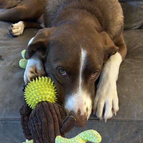 Rigo (Rigoberto), a Adoptable mixed breed in King City, ON image 5/6