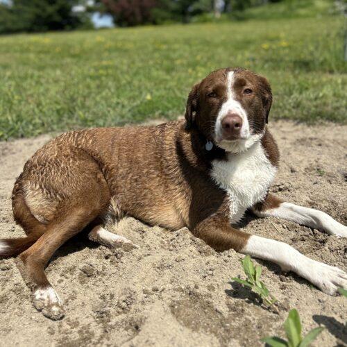 Rigo (Rigoberto), Adoptable, Young Male Mixed Breed & Mixed Breed.