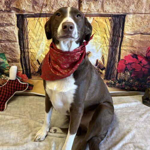 Rigo (Rigoberto), a Adoptable mixed breed in King City, ON image 6/6