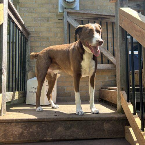 Rigo (Rigoberto), a Adoptable mixed breed in King City, ON image 2/6