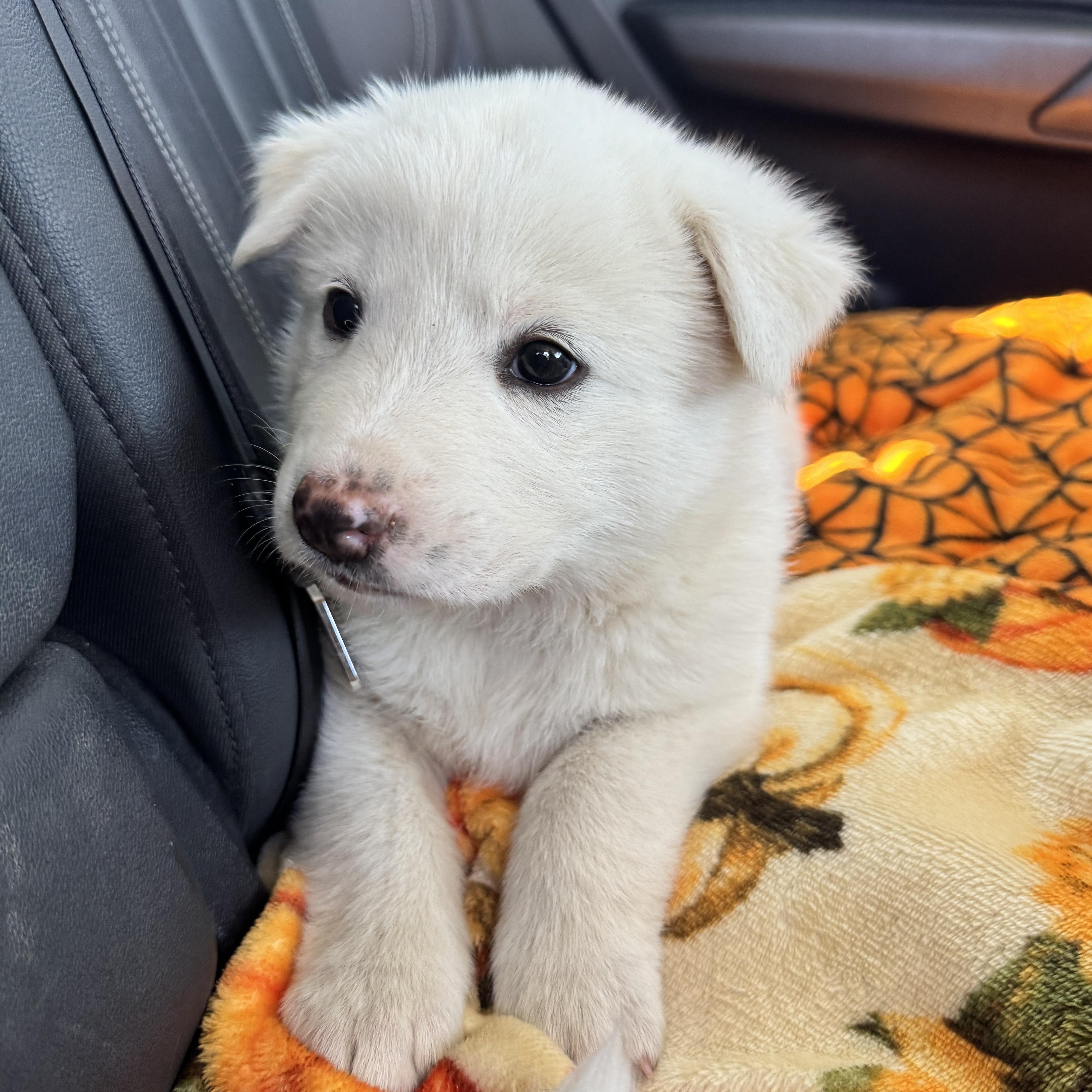 Enlarge Soda, a ADOPTABLE mixed breed in Van Nuys, CA image 3/6