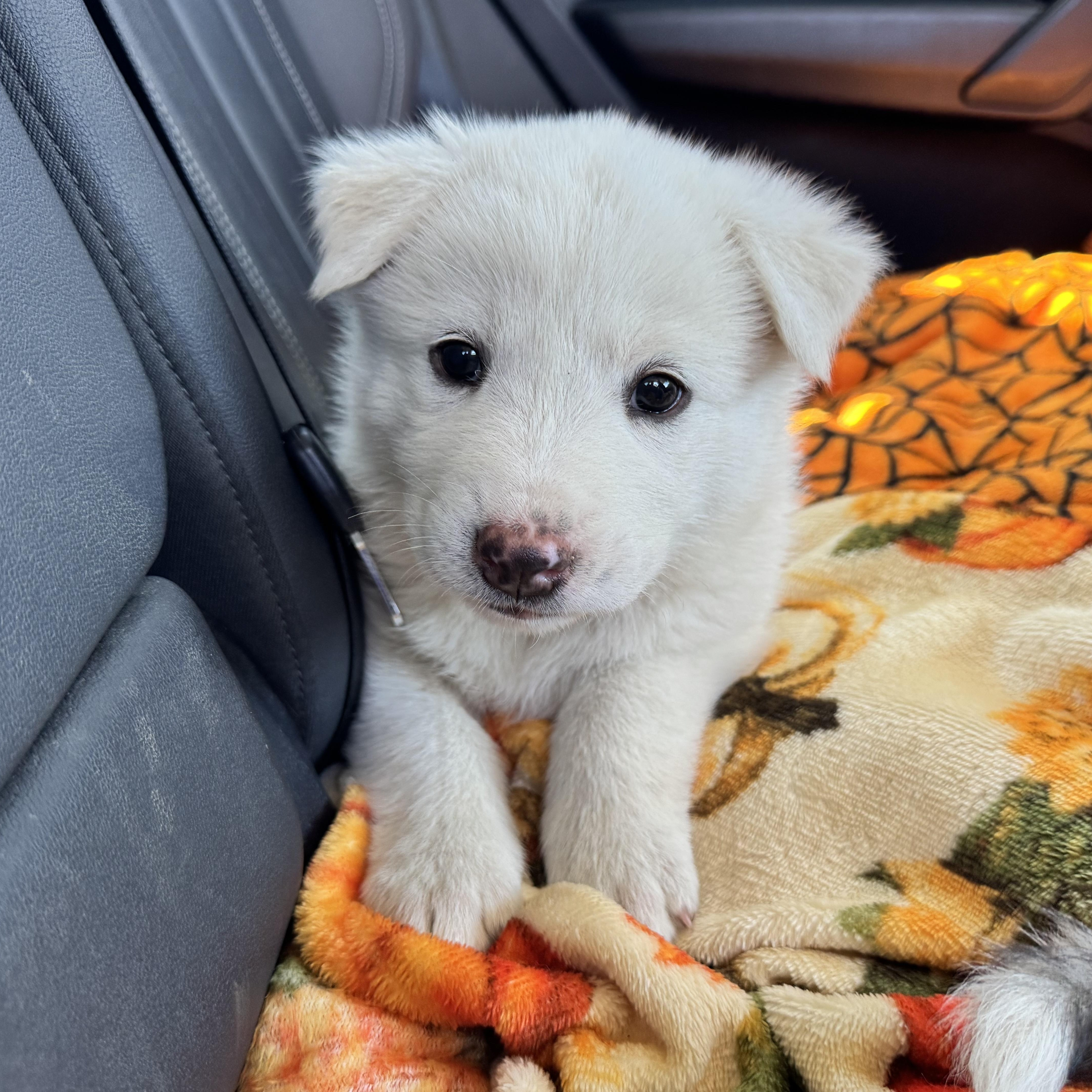 Enlarge Soda, a ADOPTABLE mixed breed in Van Nuys, CA image 2/6