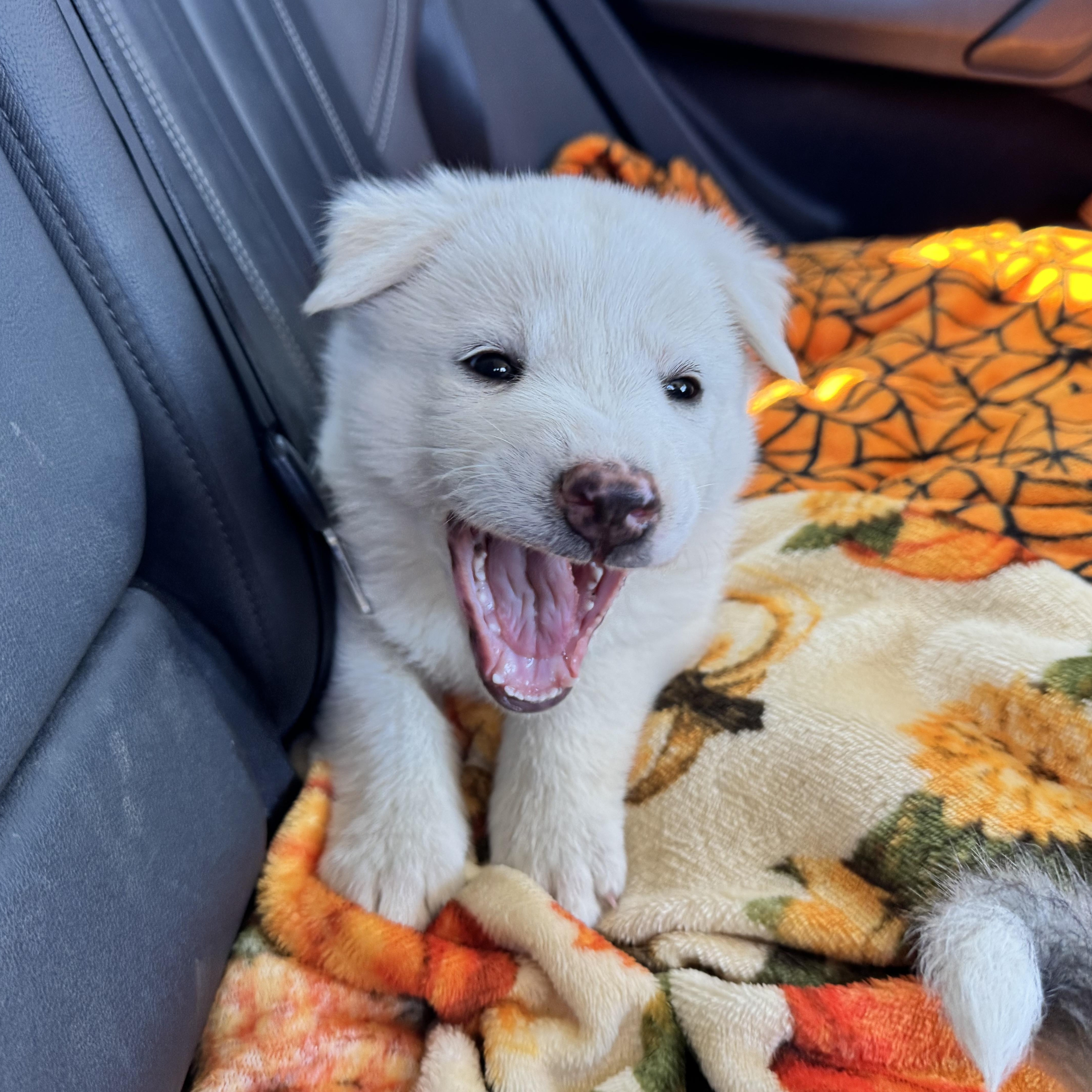 Enlarge Soda, a ADOPTABLE mixed breed in Van Nuys, CA image 4/6