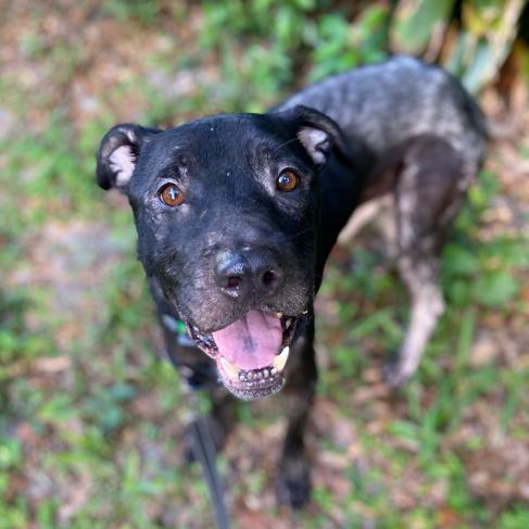 Petrol, Adoptable, Adult Male Mixed Breed.