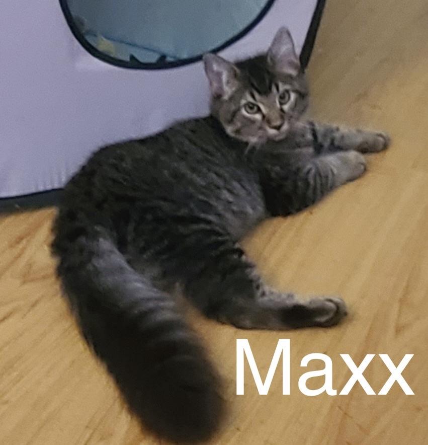 Maxx, ADOPTABLE, Young Male Domestic Medium Hair & Tabby.