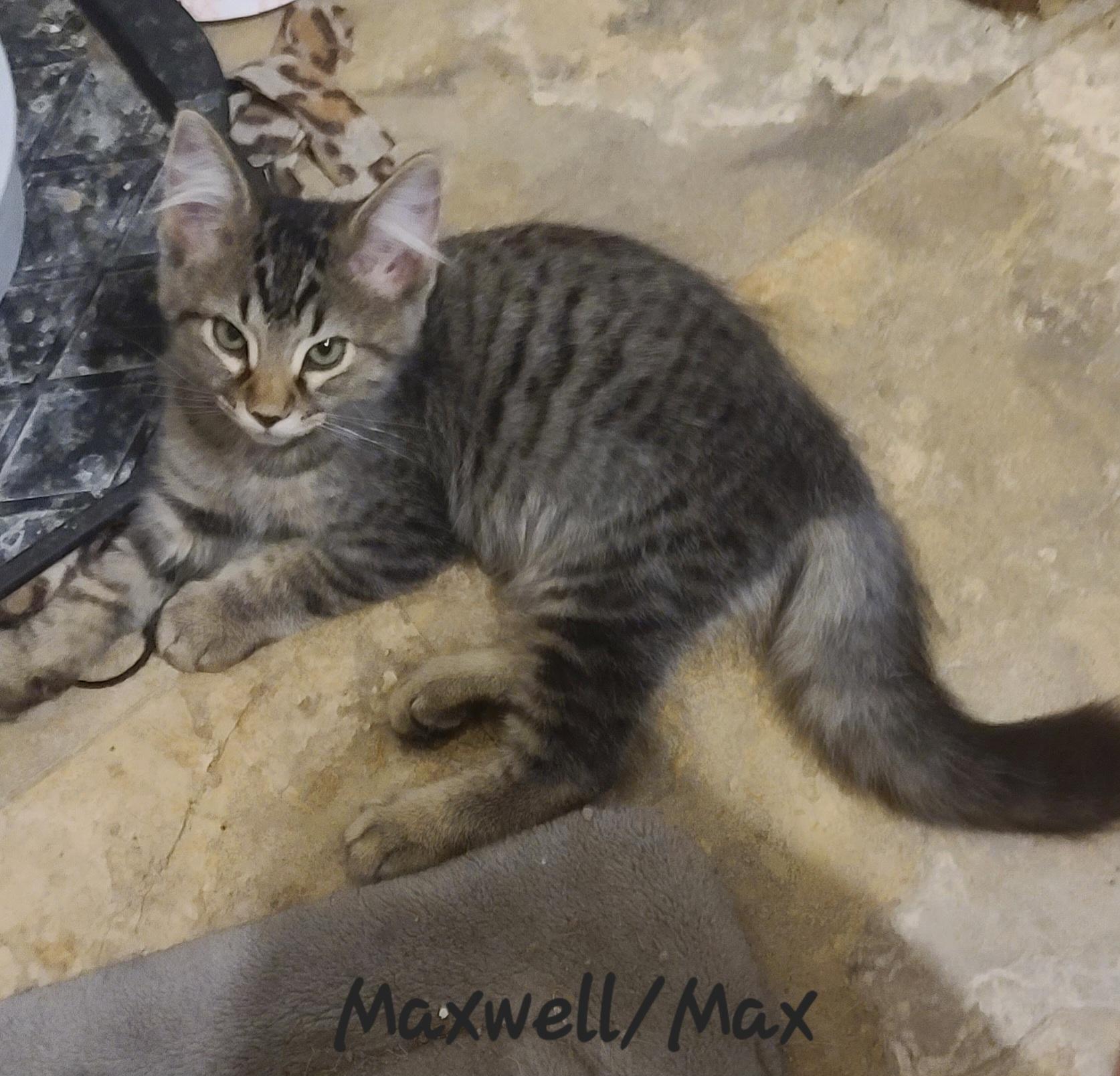 Maxx, a ADOPTABLE mixed breed in Tucson, AZ image 2/2