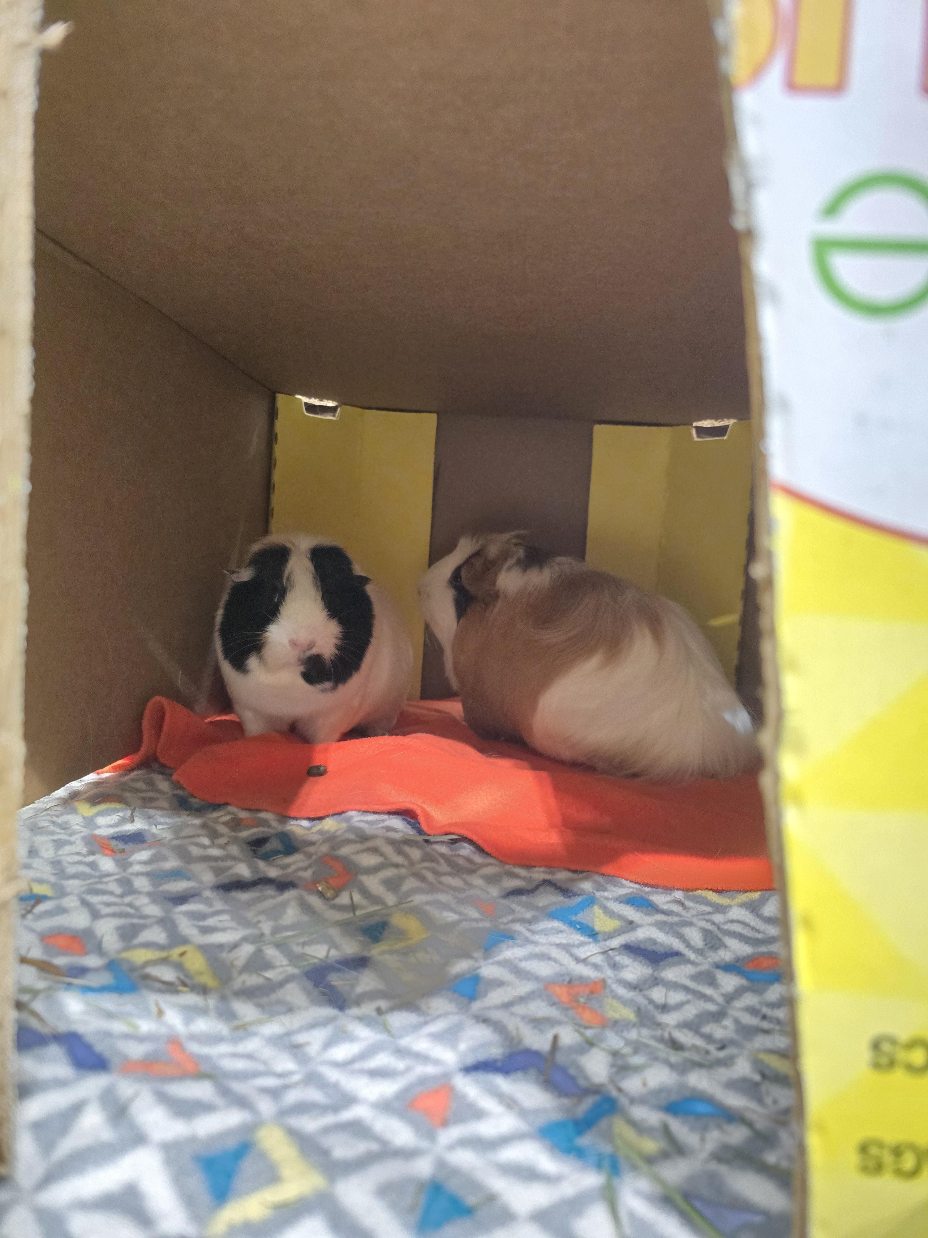 Enlarge Charlotte and Pickles, a Adoptable Guinea Pig in Idaho Falls, ID image 1/2