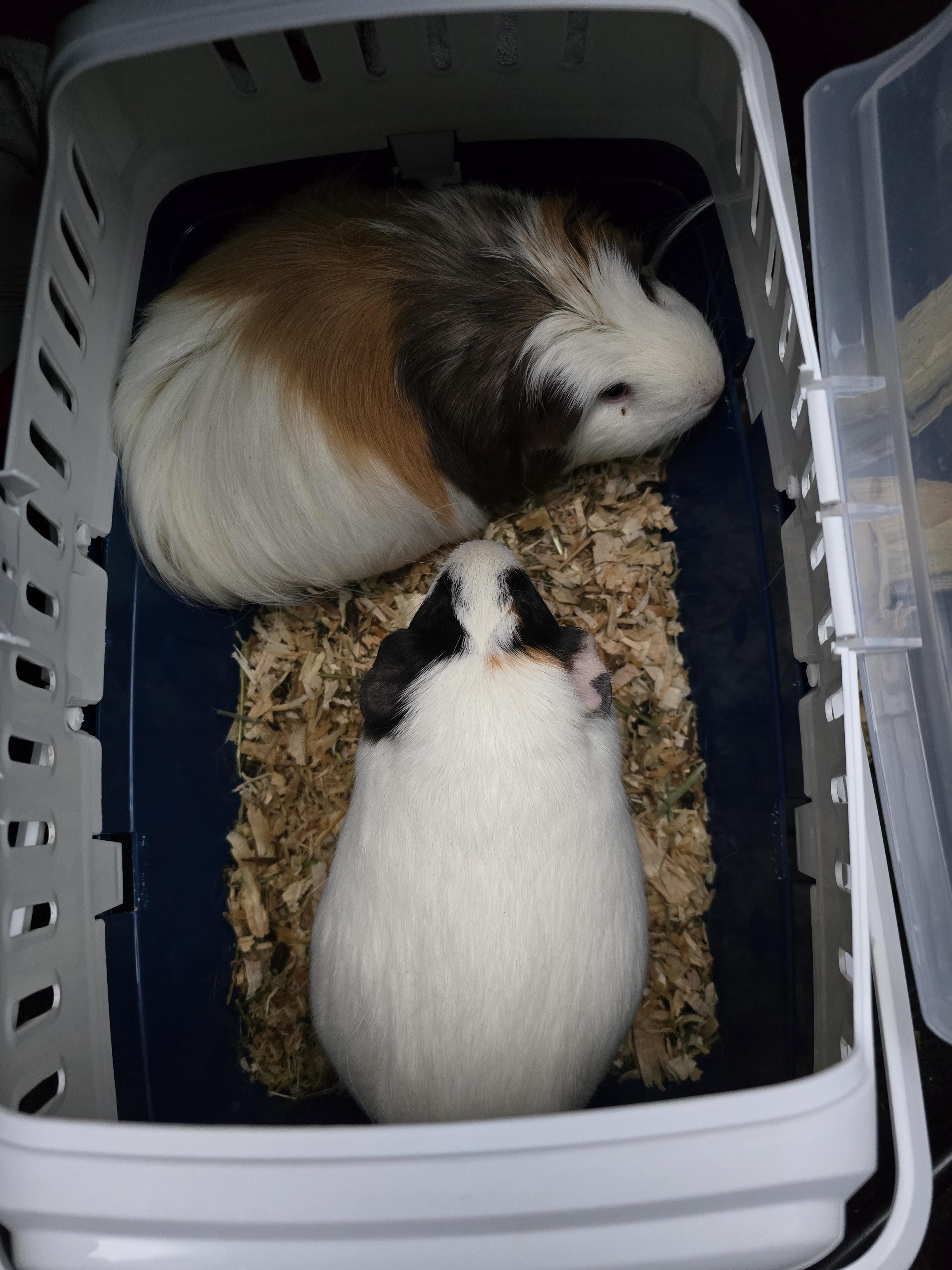 Charlotte and Pickles, Adoptable, Adult Female Guinea Pig.