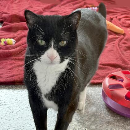 Enlarge Smog, a Adoptable Domestic Short Hair in Voorhees, NJ image 1/3