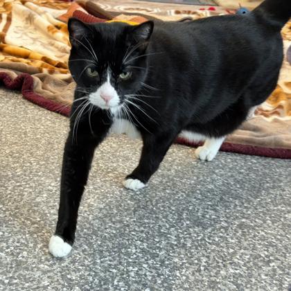 Enlarge Smog, a Adoptable Domestic Short Hair in Voorhees, NJ image 2/3