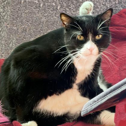 Enlarge Smog, a Adoptable Domestic Short Hair in Voorhees, NJ image 3/3