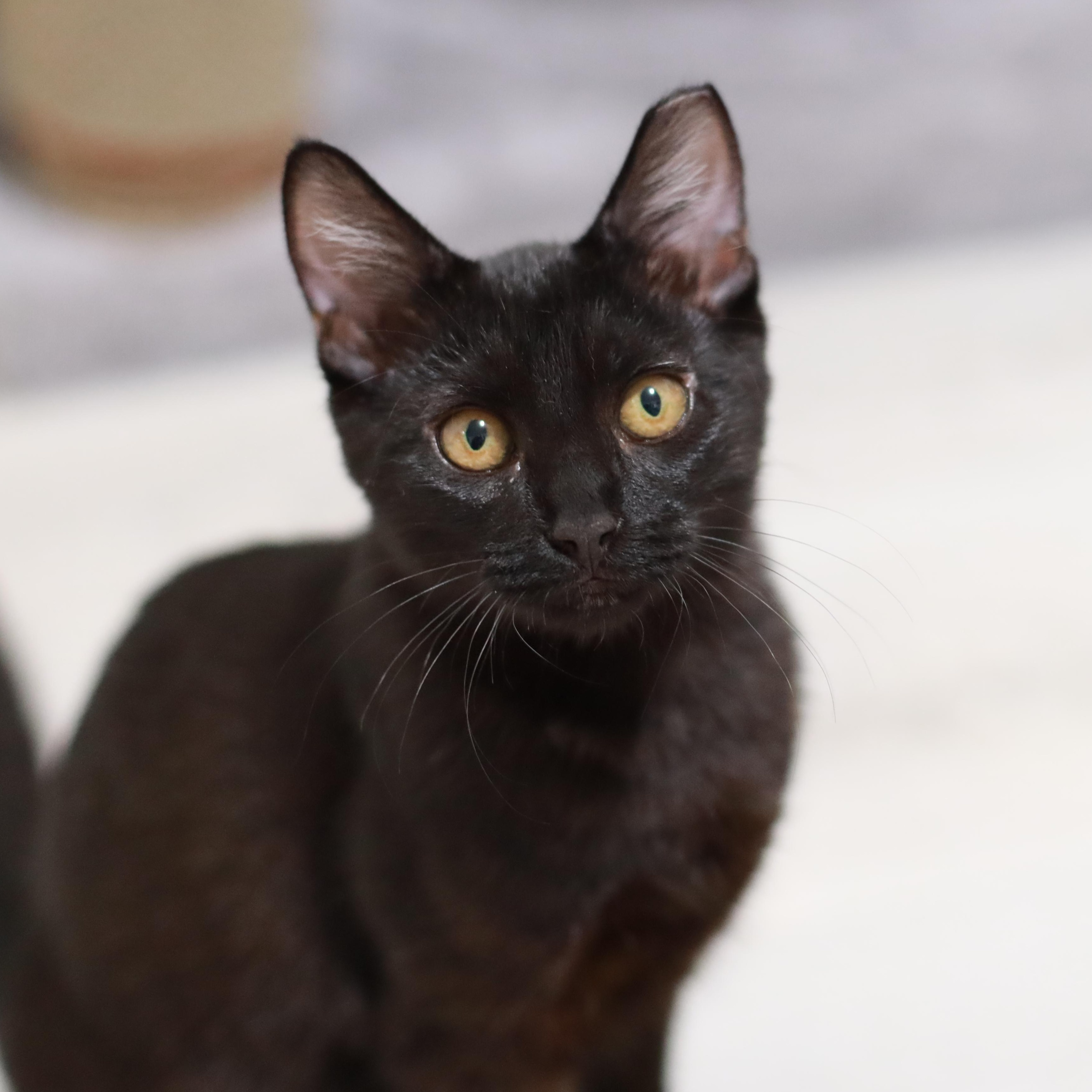 Oscar, Adoptable, Young Male Domestic Short Hair.