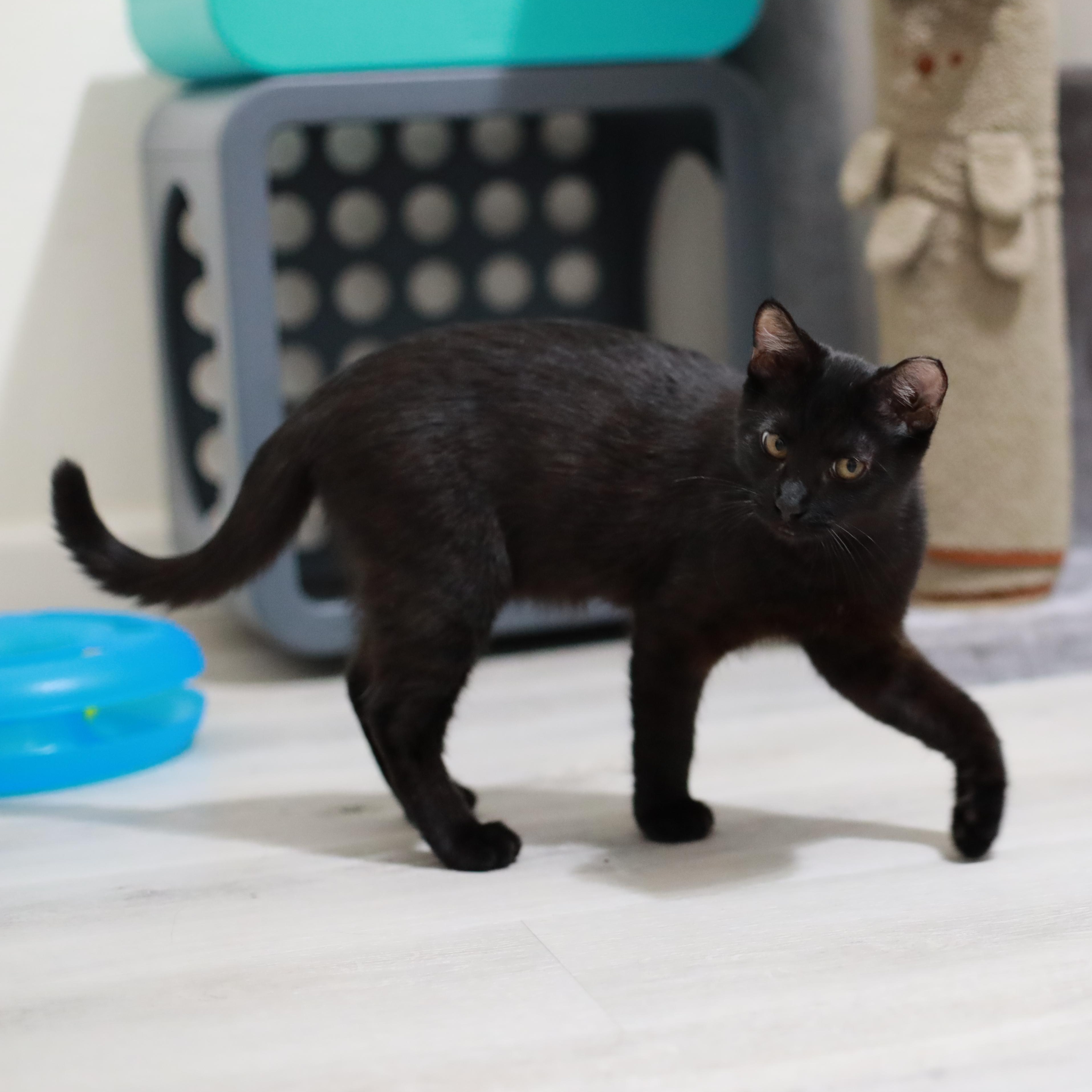 Enlarge Oscar, a Adoptable mixed breed in San Jose, CA image 4/6