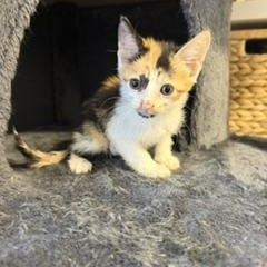 Enlarge MOCHA, a Adoptable Domestic Short Hair in Miami, FL image 1/1