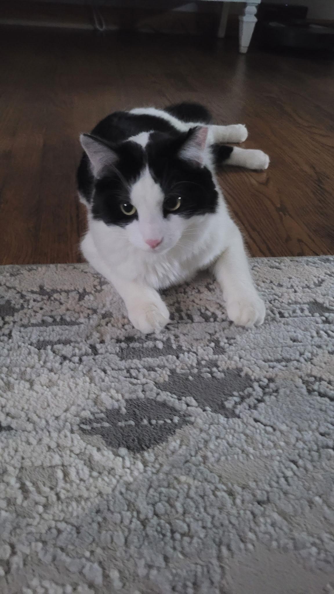 Enlarge Leche and Spunky, a Adoptable Domestic Long Hair in Lemont, IL image 2/6