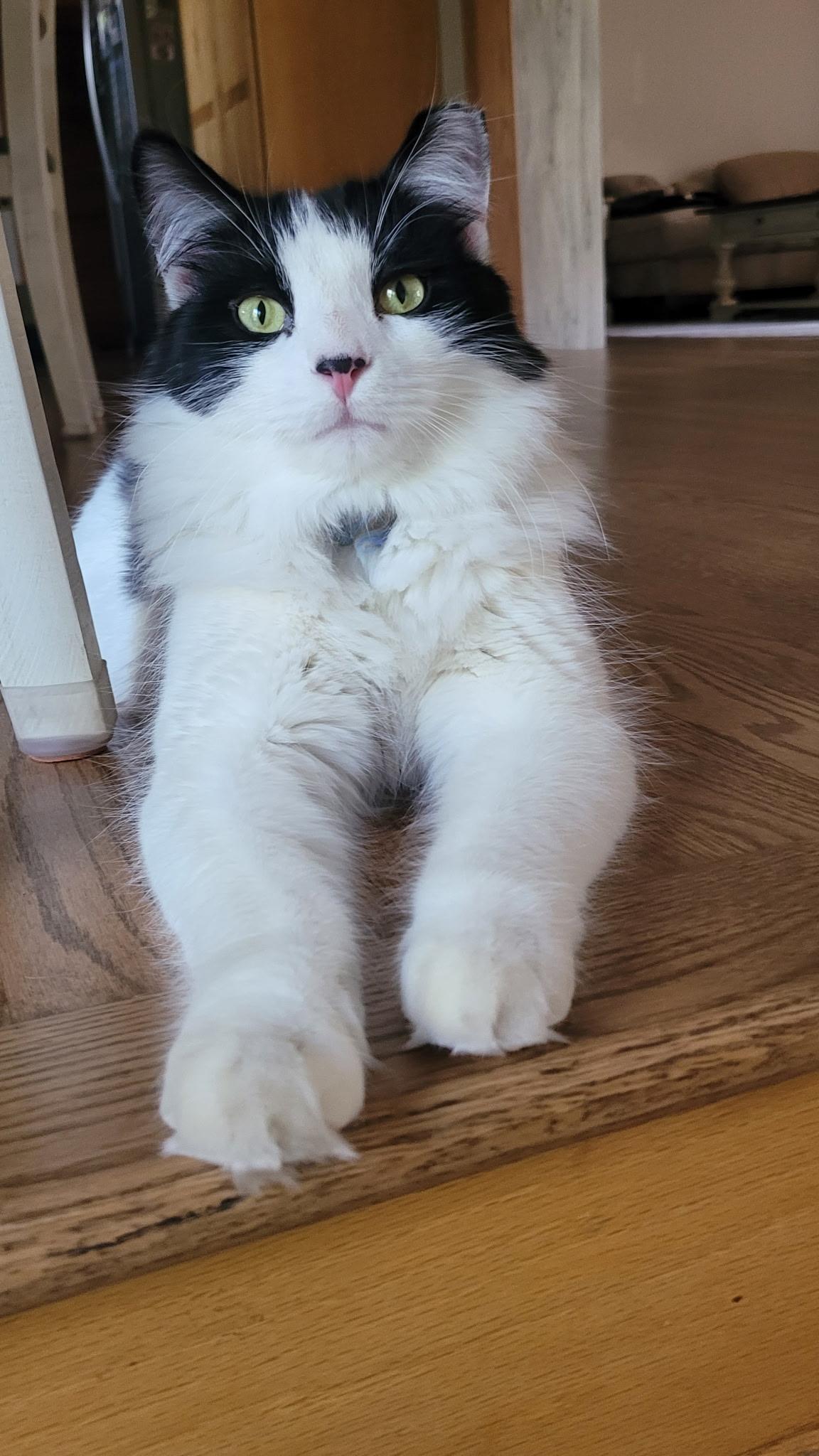 Leche and Spunky, Adoptable, Adult Male Domestic Long Hair.