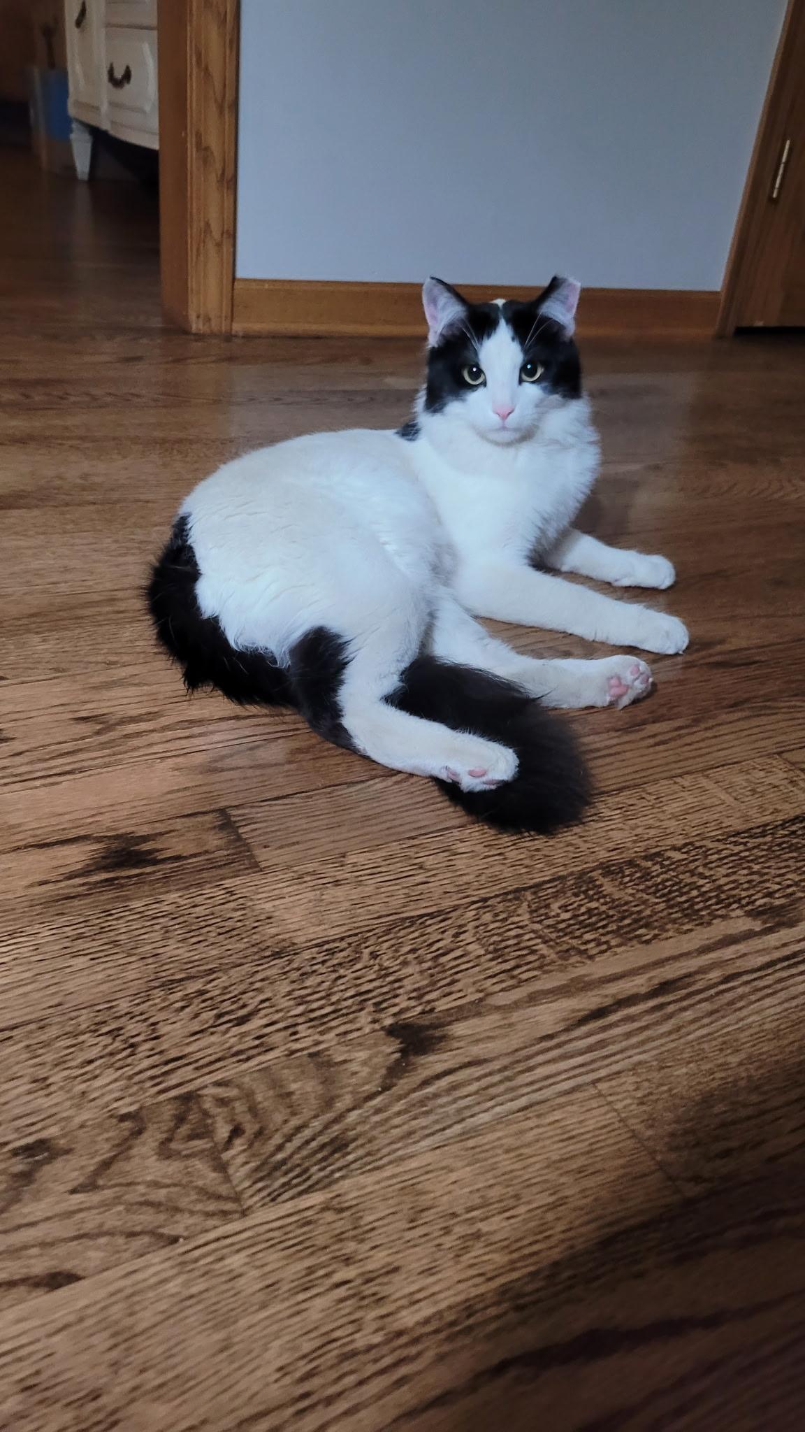 Enlarge Leche and Spunky, a Adoptable Domestic Long Hair in Lemont, IL image 5/6