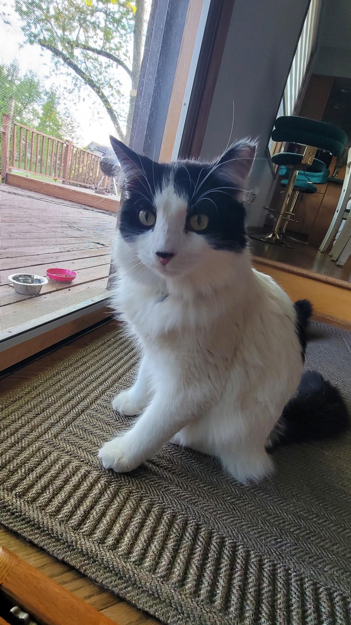Enlarge Leche and Spunky, a Adoptable Domestic Long Hair in Lemont, IL image 4/6