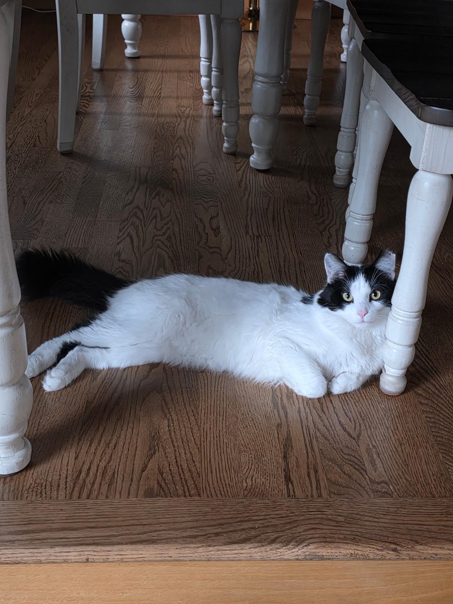 Enlarge Leche and Spunky, a Adoptable Domestic Long Hair in Lemont, IL image 3/6