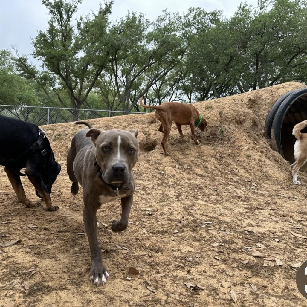 Laramie, an adopted mixed breed in Spring, TX image 3/6