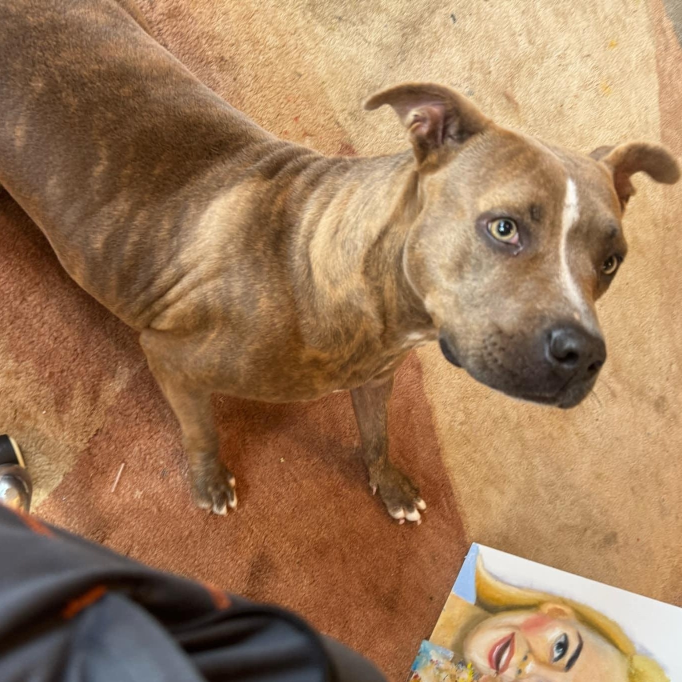 Laramie, an adopted mixed breed in Spring, TX image 4/6