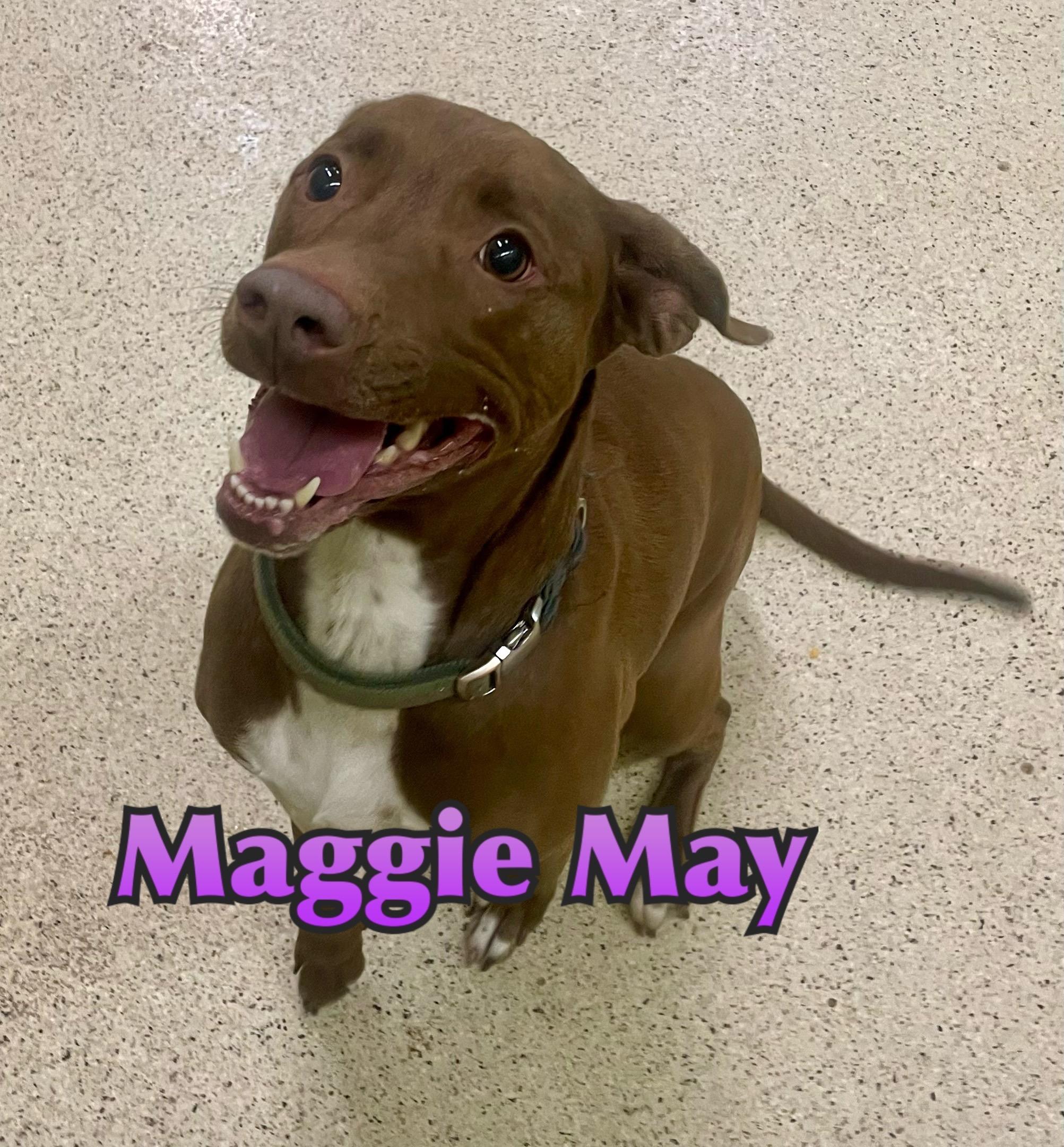 Maggie May, an adoptable mixed breed in Muncie, IN image 1/3