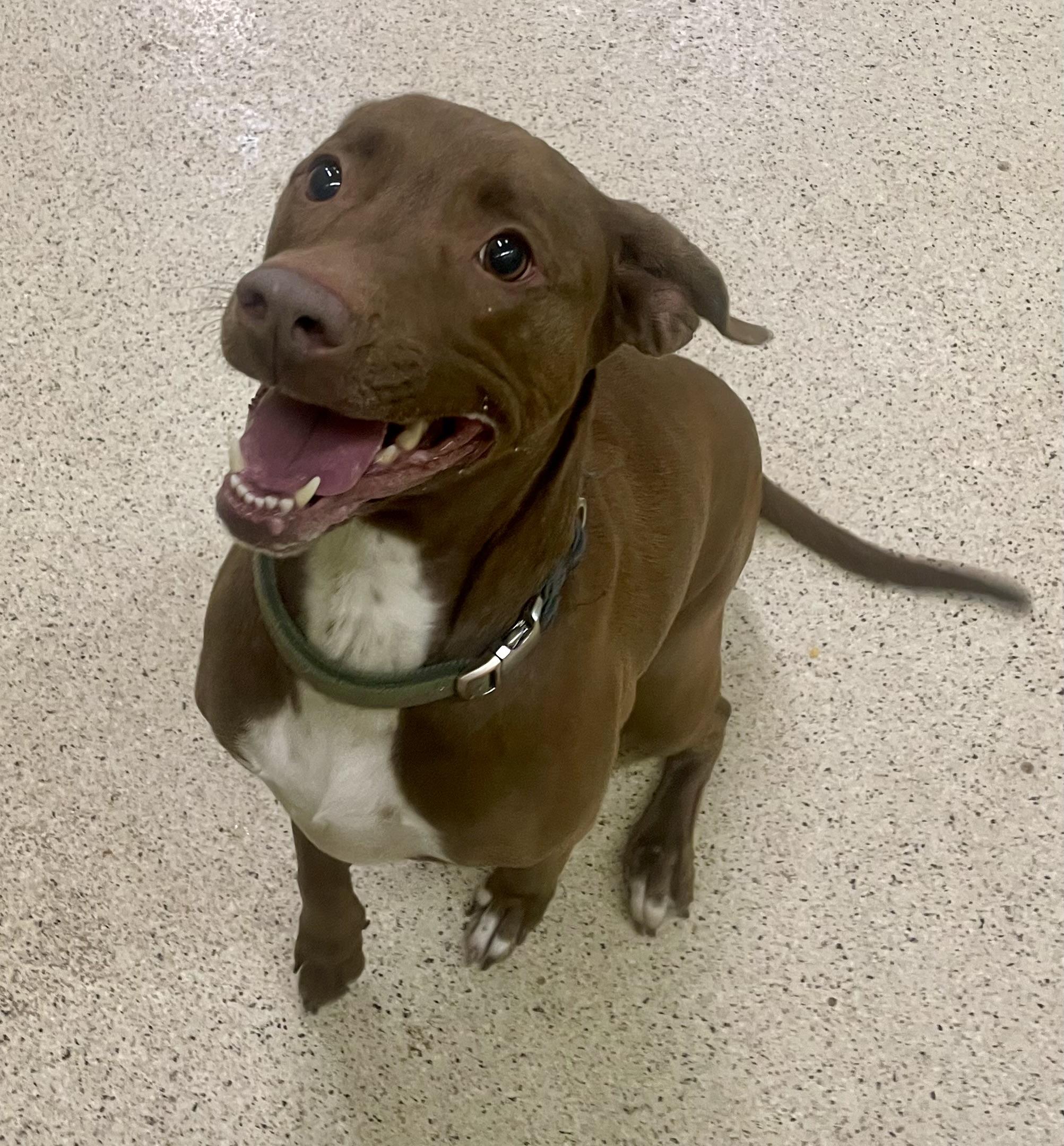 Maggie May, an adoptable mixed breed in Muncie, IN image 2/3