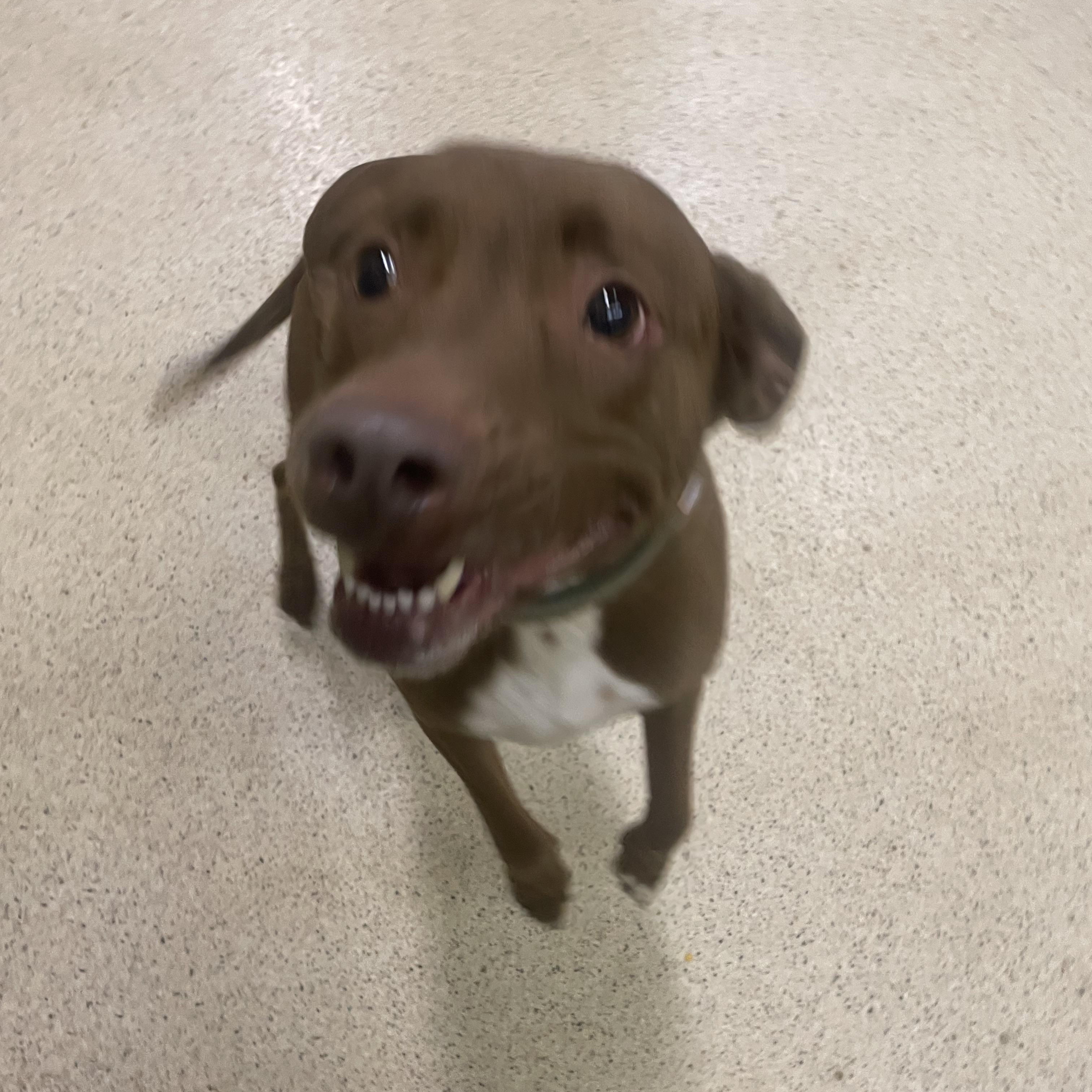 Maggie May, an adoptable mixed breed in Muncie, IN image 3/3