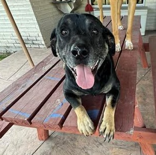 Enlarge LUCKY, a Adoptable mixed breed in Huber Heights , OH image 4/5