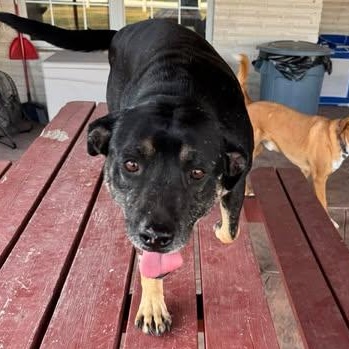 Enlarge LUCKY, a Adoptable mixed breed in Huber Heights , OH image 5/5