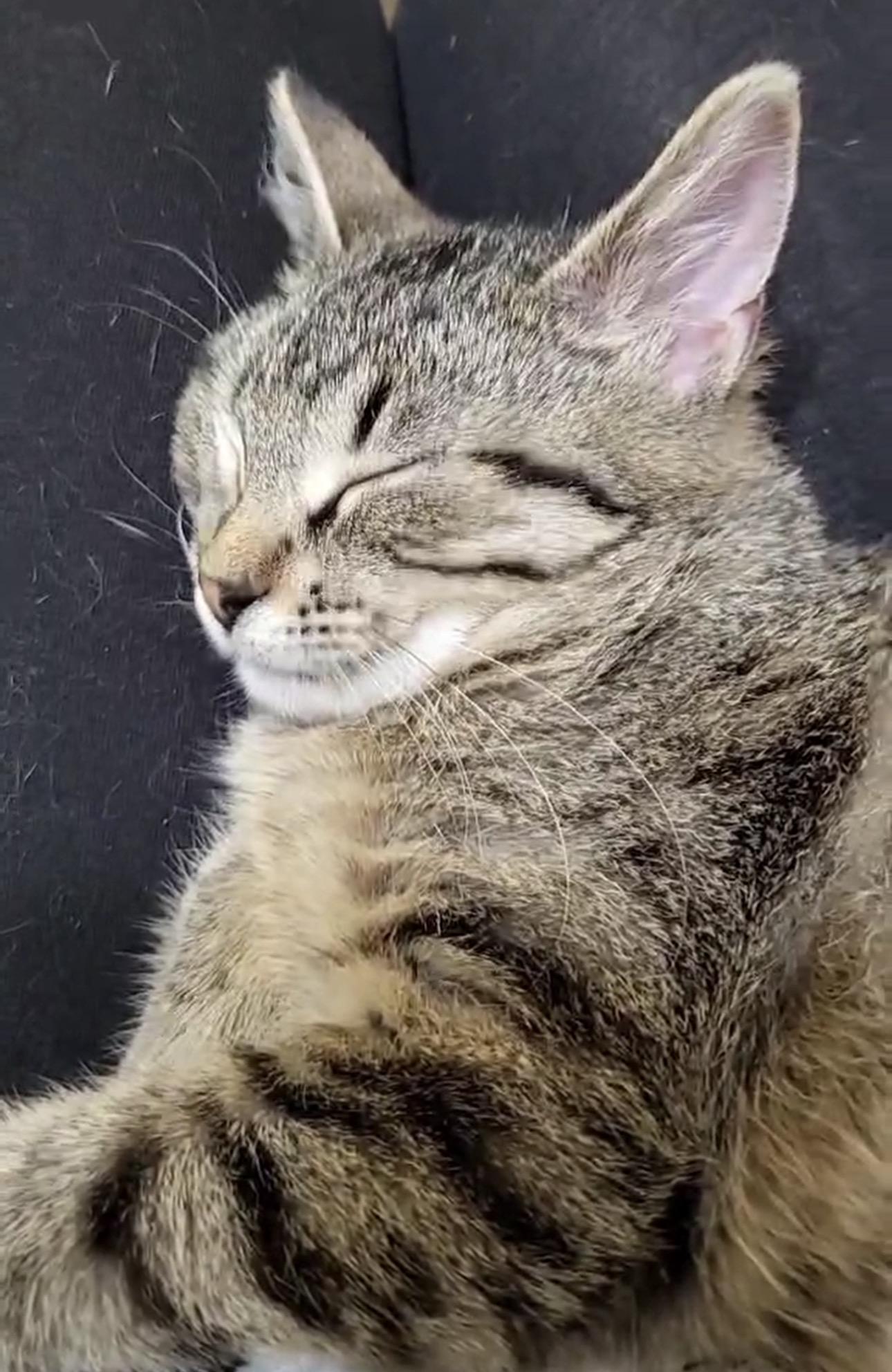 Enlarge Myopia, an adopted American Shorthair in Milwaukee, WI image 4/5