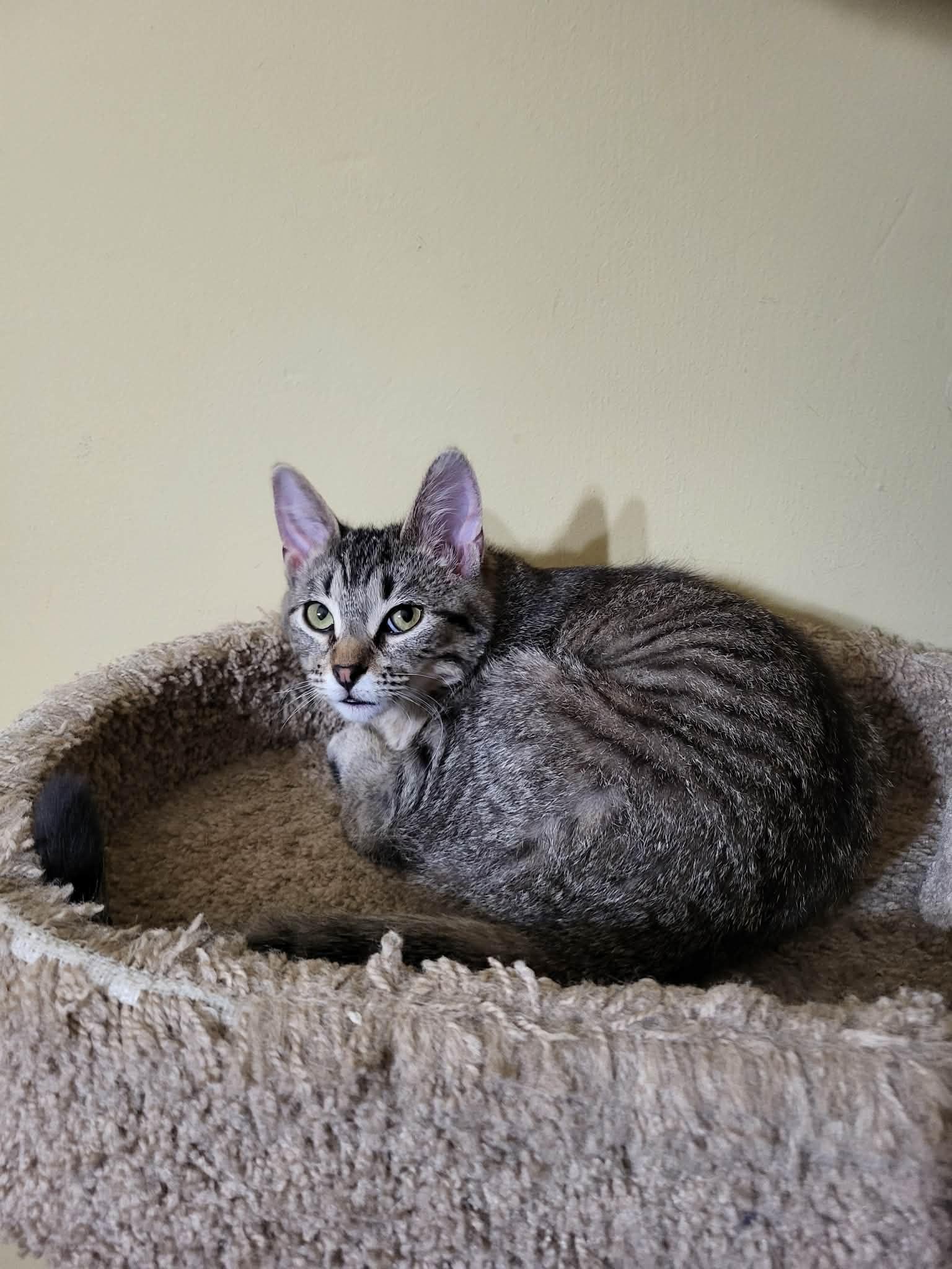 Enlarge Myopia, an adopted American Shorthair in Milwaukee, WI image 2/5