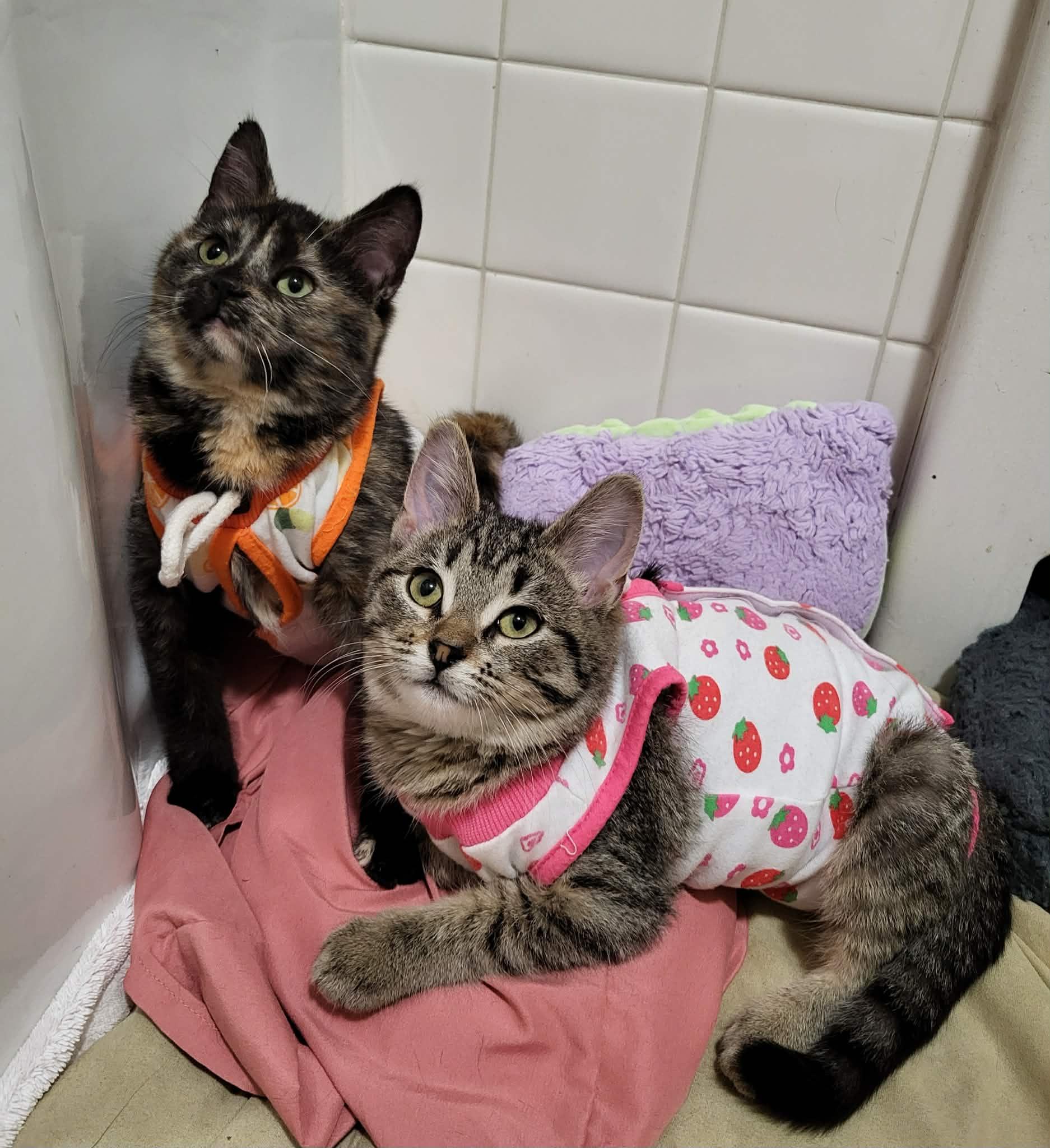 Enlarge Myopia, an adopted American Shorthair in Milwaukee, WI image 3/5