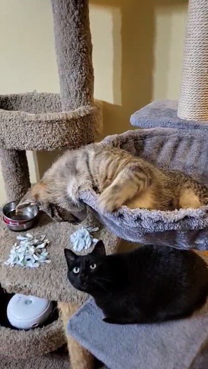 Enlarge Myopia, an adopted American Shorthair in Milwaukee, WI video 5/5