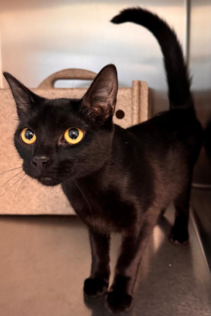 Spooky, Adoptable, Kitten Female Domestic Medium Hair.