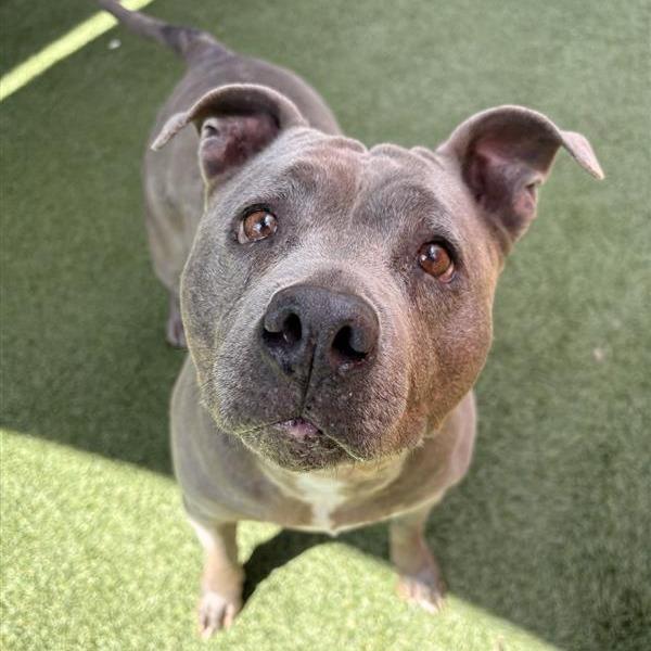 Enlarge Cali, a Adoptable Pit Bull Terrier in Long Beach, CA image 1/1