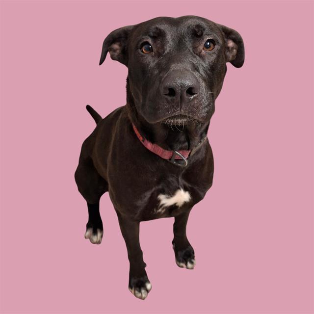 Enlarge Nala -- URGENT!, a ADOPTABLE mixed breed in Thousand Oaks, CA image 1/1