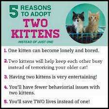 Enlarge Lane, a Adoptable mixed breed in Jeffersonville, IN image 1/13