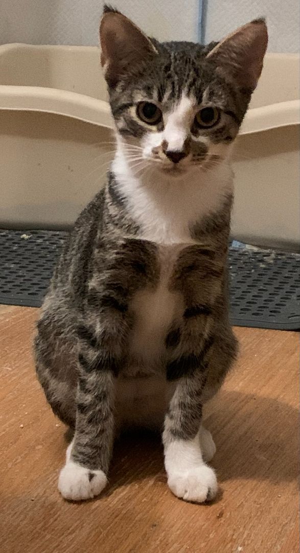 Enlarge Lane, a Adoptable mixed breed in Jeffersonville, IN image 2/13