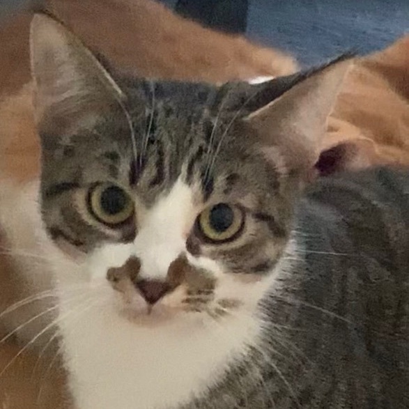 Enlarge Lane, a Adoptable mixed breed in Jeffersonville, IN image 3/13