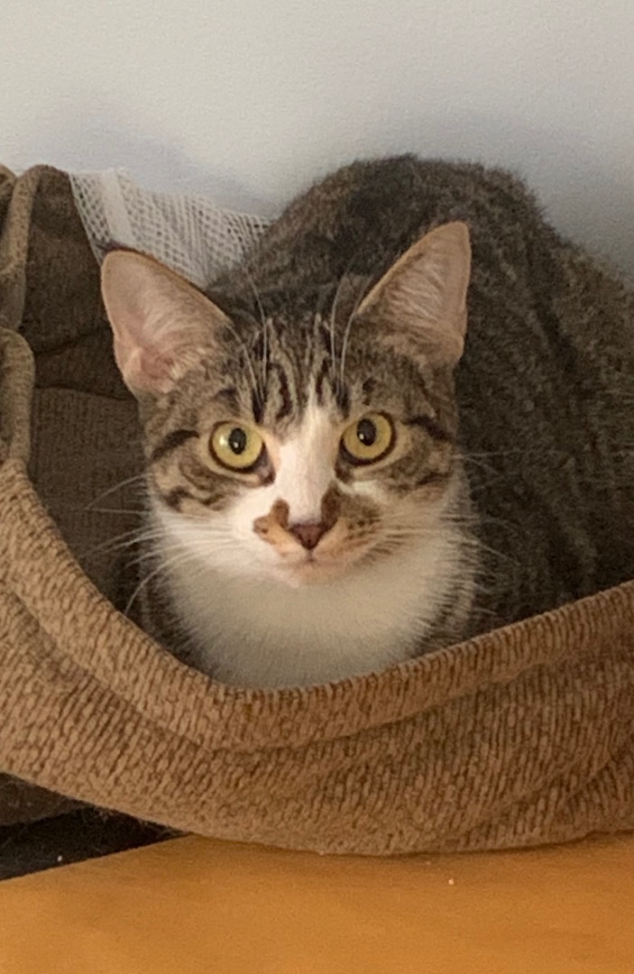 Enlarge Lane, a Adoptable mixed breed in Jeffersonville, IN image 4/13