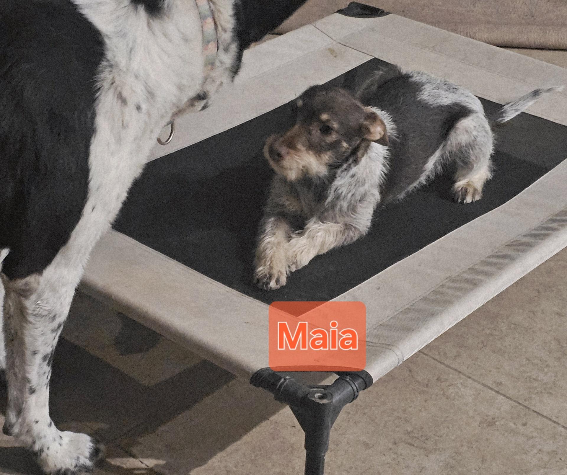 Enlarge Maia, a ADOPTABLE mixed breed in Tonopah, AZ image 1/1