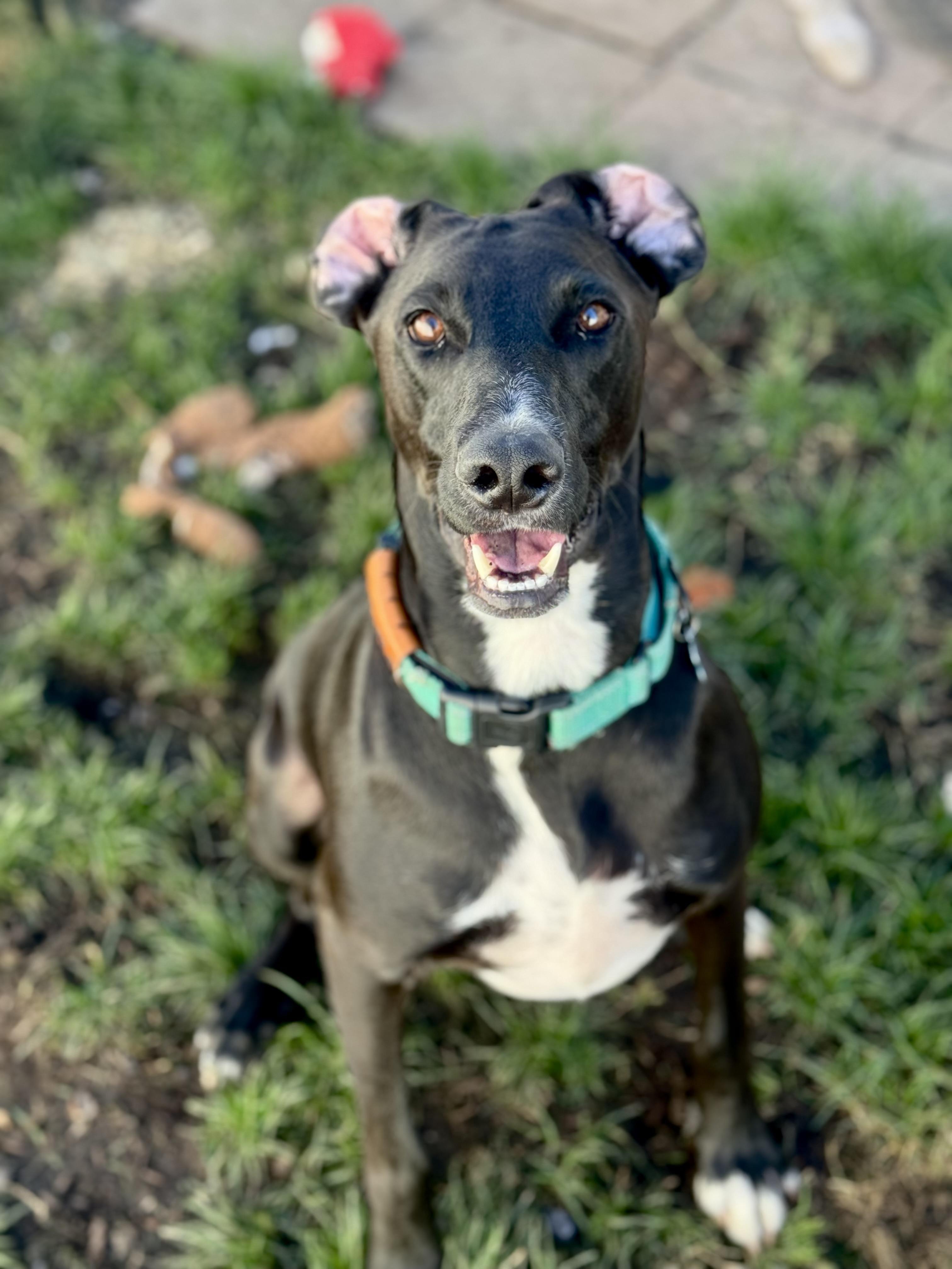 Deano, an adoptable Whippet, Black Labrador Retriever in Claremont, CA, 91711 | Photo Image 1