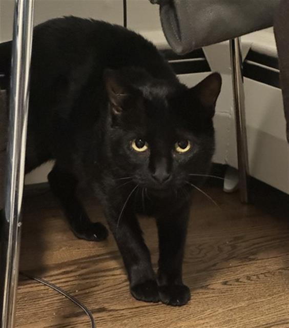 SUGAR COOKIE, Adoptable, Adult Female Domestic Short Hair.