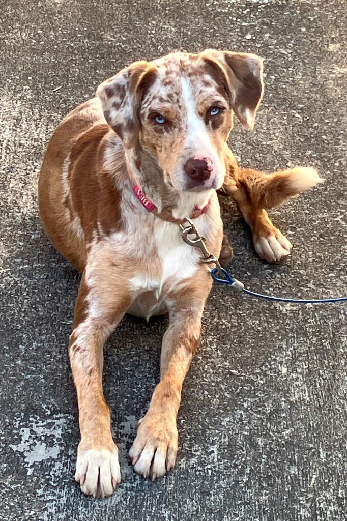 Bea, Adoptable, Adult Female Catahoula Leopard Dog.
